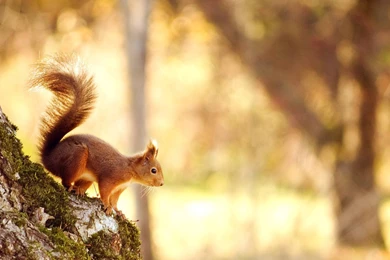 High Resolution Nature Spring Animal Squirrel Wallpapers HD 18 Full ...