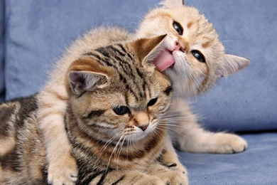 Funny Love Cats Wallpapers Free Desktop