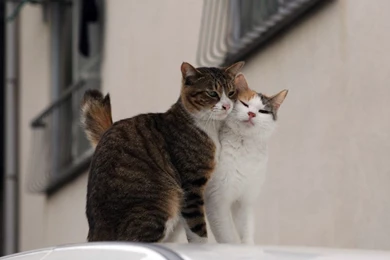 Download Cats Love Mate Free Pet Category Cat Wallpapers 1024x768 ...