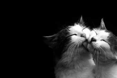 Cool Love Cats Hd Wallpapers Desktop Background Cool Love Cats Hd Wallpapers Desktop Background