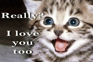 Cat Meme Quote Funny Humor Grumpy Kitten Mood Love Wallpapers ...