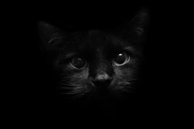 Widescreen, Pets, Claw, Cat Love, Cute Cat Wallpapers, 2560x1920 ...