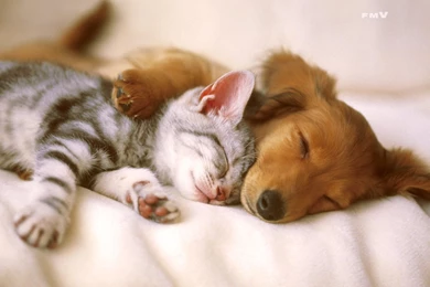 Cat Dog Hug Love Sleeping HD Wallpapers