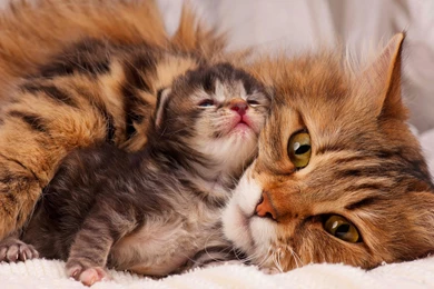 Mother Child Love Beautiful Cat Fluffy Cats High Quality Wallpapers ...