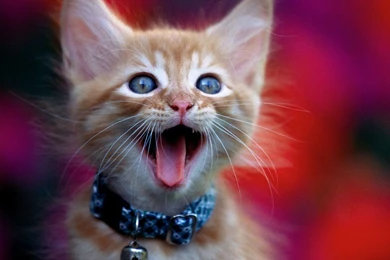 Widescreen, Claw, Cat Love, Cute Cat Wallpapers, , 1600x1200 ...