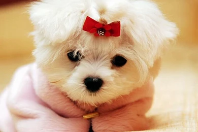 Cute White Cat Love Wallpapers