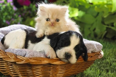 Photo Gallery Cat And Dog Love Wallpapers