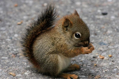 Cute Baby Animals Wallpapers   HD Wallpapers And Pictures