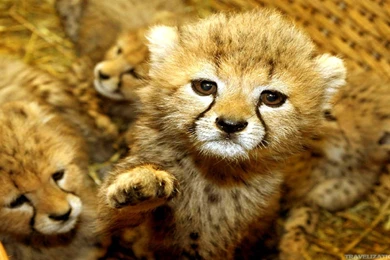 Adorable Pictures Of Baby Animals   Wallpapers HD Base