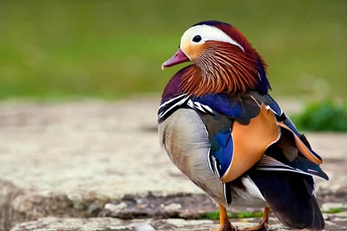 Birds: Mandarin Drake Waterfowl Bird Phone Wallpapers For HD 16:9 ...