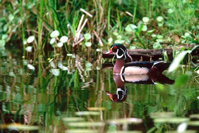 Ducks And Geese Photos (I)