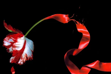 Twilight, New Moon, Eclipse : Desktop And Mobile Wallpapers : Wallippo