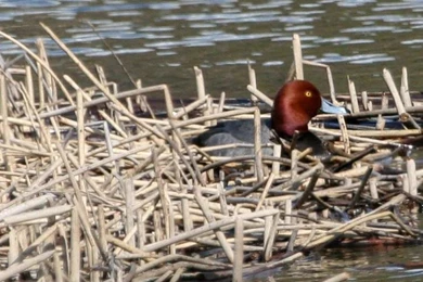 Free Picture; Wood, Duck, Drake, Waterfowl, Bird, Seen, Water