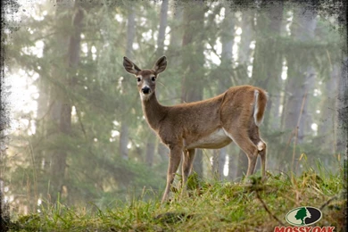 Top Drake Waterfowl Wallpapers For Wallpapers