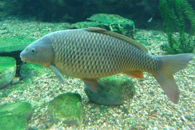 Wallpapers Carp .2 1600x1200