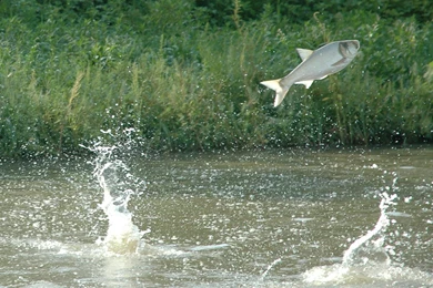 Jumping Silver Carp Photo And Wallpaper. Cute Jumping Silver Carp ...