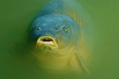 Face Carp Photo And Wallpaper. Cute Face Carp Pictures