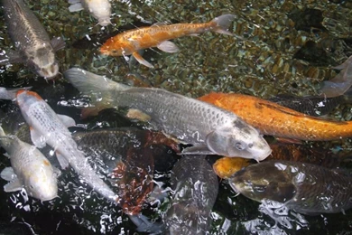 Wallpapers Koi Fish Carp Aquarium Stunning 800x600