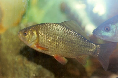 Crucian Carp For A Swim Photo And Wallpaper. Cute Crucian Carp For ...