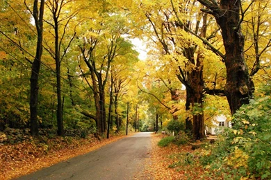 Season Autumn Wallpapers   HD Wallpaper Backgrounds Of Your Choice