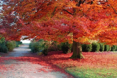 Autumn Season Wallpapers