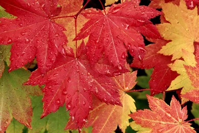 High Resolution Autumn Fall Leaves Wallpapers HD 2 Full Size ...