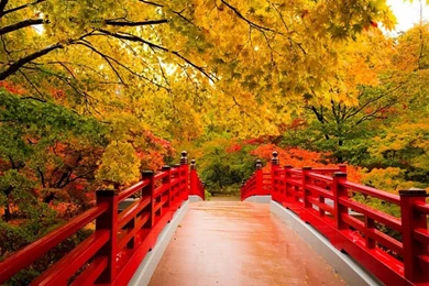 Autumn Nature HD Wallpapers Pictures