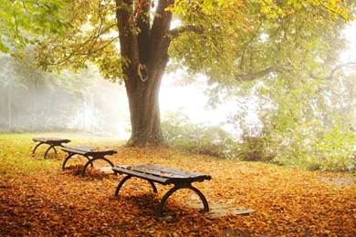 Trees Autumn Bench Lakes – Nature Lakes HD Desktop Wallpapers