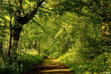 Free HD Wallpapers 1920x1200   Wallpapers Cave