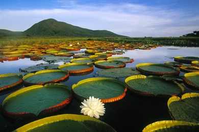 Beautiful Amazon Rainforest Wallpapers   Wallpapers Z