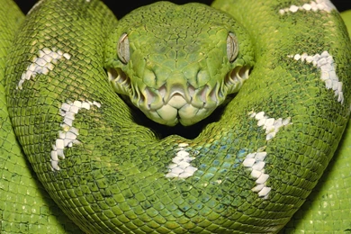 Download Indians Amazon Wallpapers 1920x1080