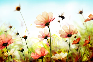Nature Flowers Wallpapers   HD Wallpapers