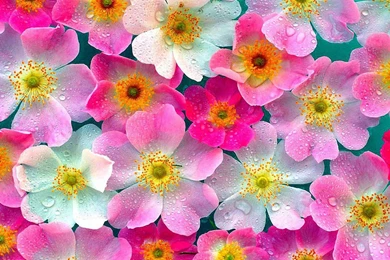 HD Wallpapers Freebie   Quality Free Download Wallpapers