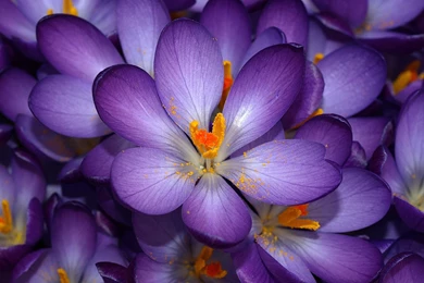 Real Flower Wallpaper Backgrounds : Flower Wallpapers   Rakaruan.com