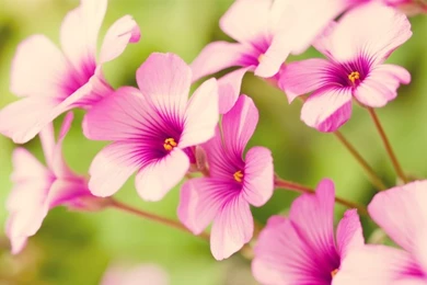 Nature Flowers Pink Flowers Verbena – Nature Flowers HD Desktop ...