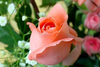 Nature Flowers Wallpapers [11]   (