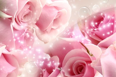 The Best Pink Roses Photo Pink Rose Love 36 Wide Wallpapers ...