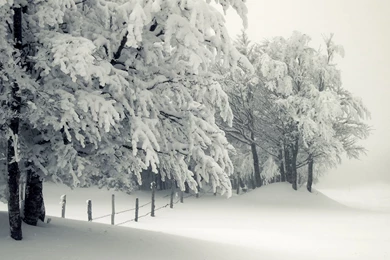 Landscapes Winter Snow Trees White Christmas Wallpapers High ...