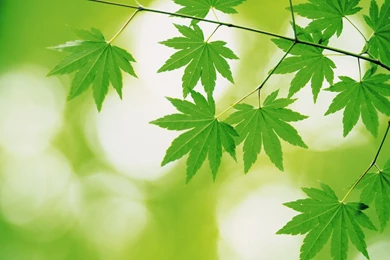 Leaf Computer Wallpapers, Desktop Backgrounds