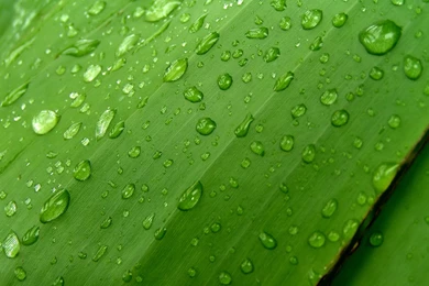 Download Texture: Green Leaf, Download Photo, Texture, Green Leave ...