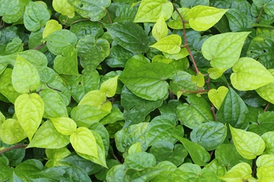 Fresh New And Beautiful Betel Leaf Spring Season Backgrounds ...