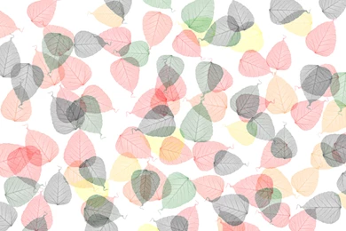 Autumn Leaf Backdrop White