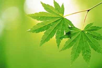 Index Of /data_images/out/8