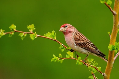 Birds: WATING BOYFRIEND Animal Beautiful Cool Nice Bird Amazing ...