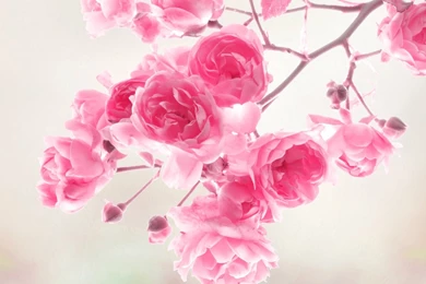Pink Flower Wallpapers