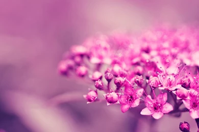 Pink Flower Images And Wallpapers Download