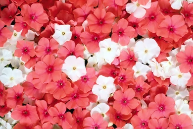 Pink Flowers Wallpapers