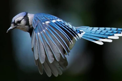 BLUE JAY WALLPAPER   (