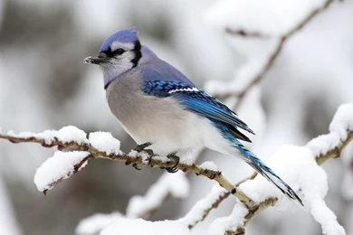 Blue Jay   Animals Wallpapers (28905521)   Fanpop