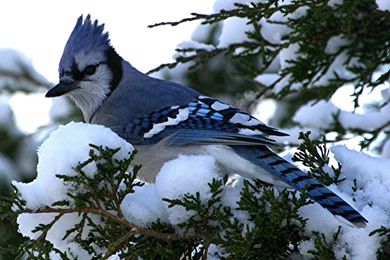Blue Jay Bird Wallpapers Subham Dey. Blue Jay Bird Wallpapers ...